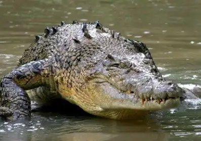 An Australian crocodile