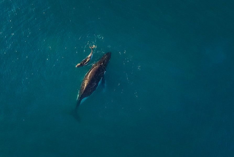 A mother and baby whale in a blue sea, seen from above