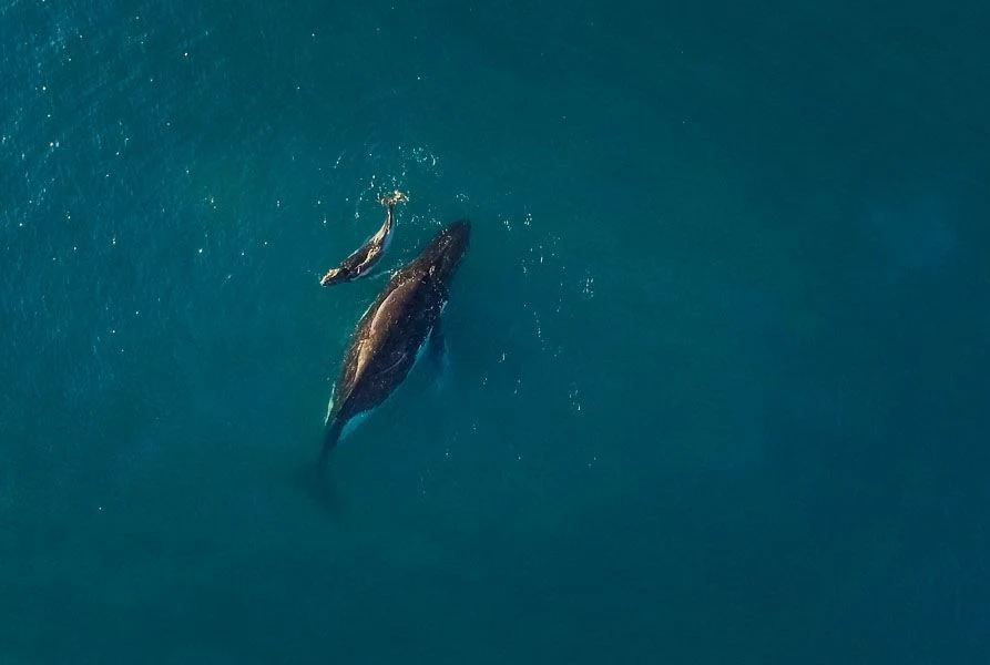 A mother and baby whale in a blue sea, seen from above