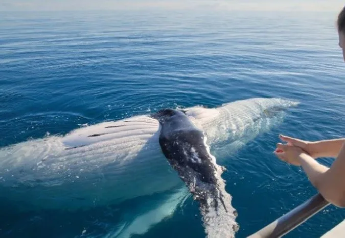 A whale next to a boat
