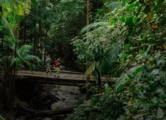 People walking across a wooden bridge in a dense green rainforest