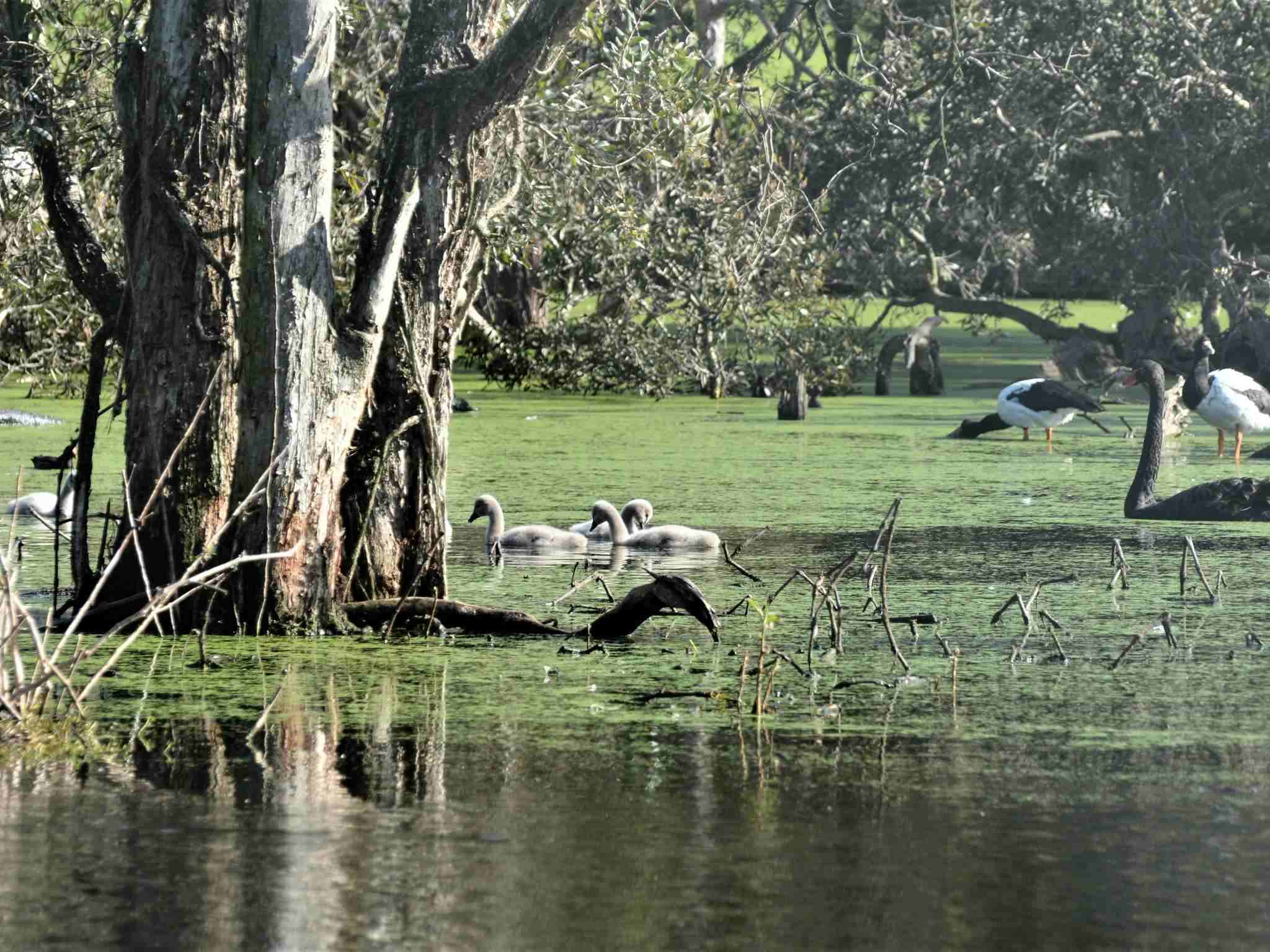 Birds at Hunter Wetlands