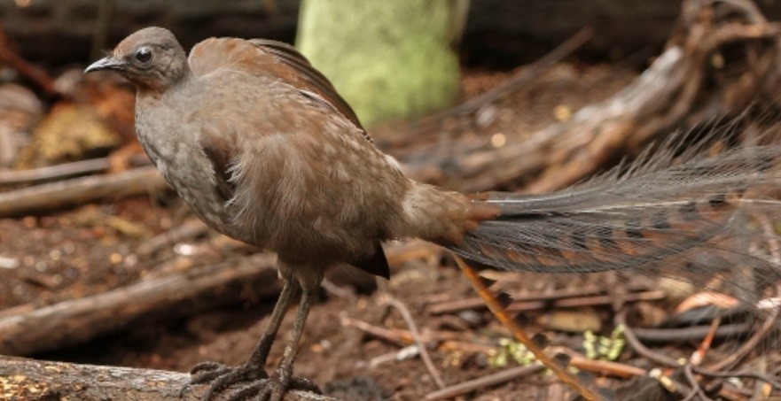 A superb lyrebird on a forest floor