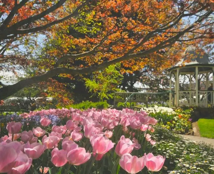 Tulips and other flowers in a garden