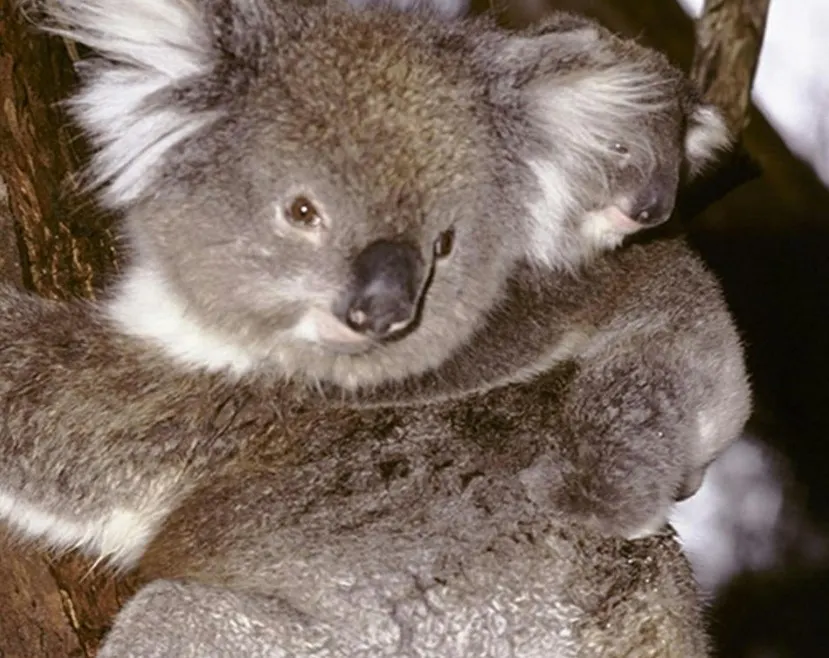 A koala and its baby