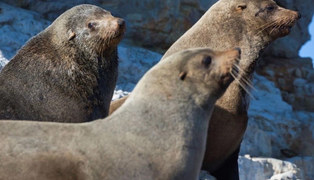 Fur seals