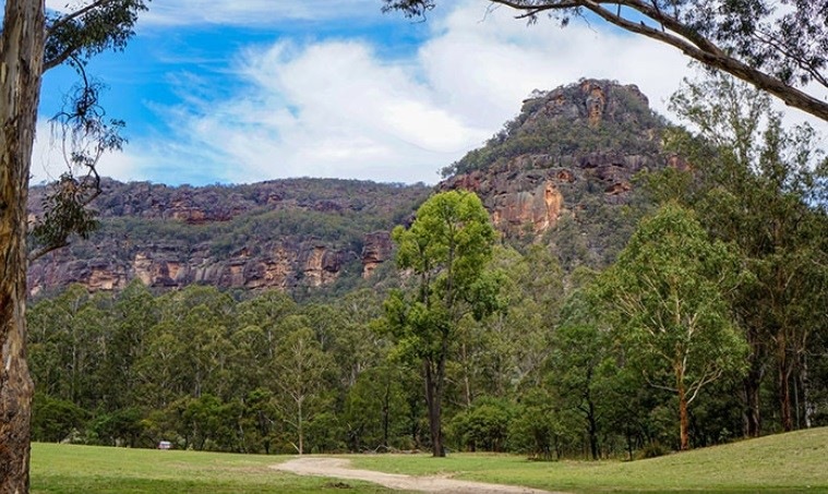 A forested hill at Wollemi