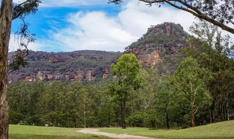 A forested hill at Wollemi