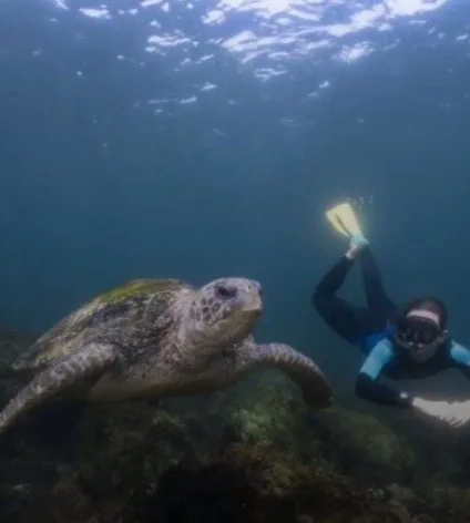A person diving next to a sea turtle