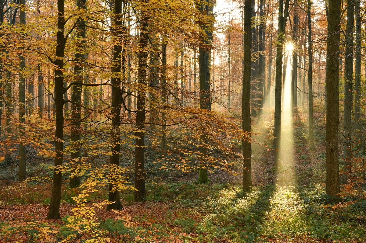 Sonian Forest