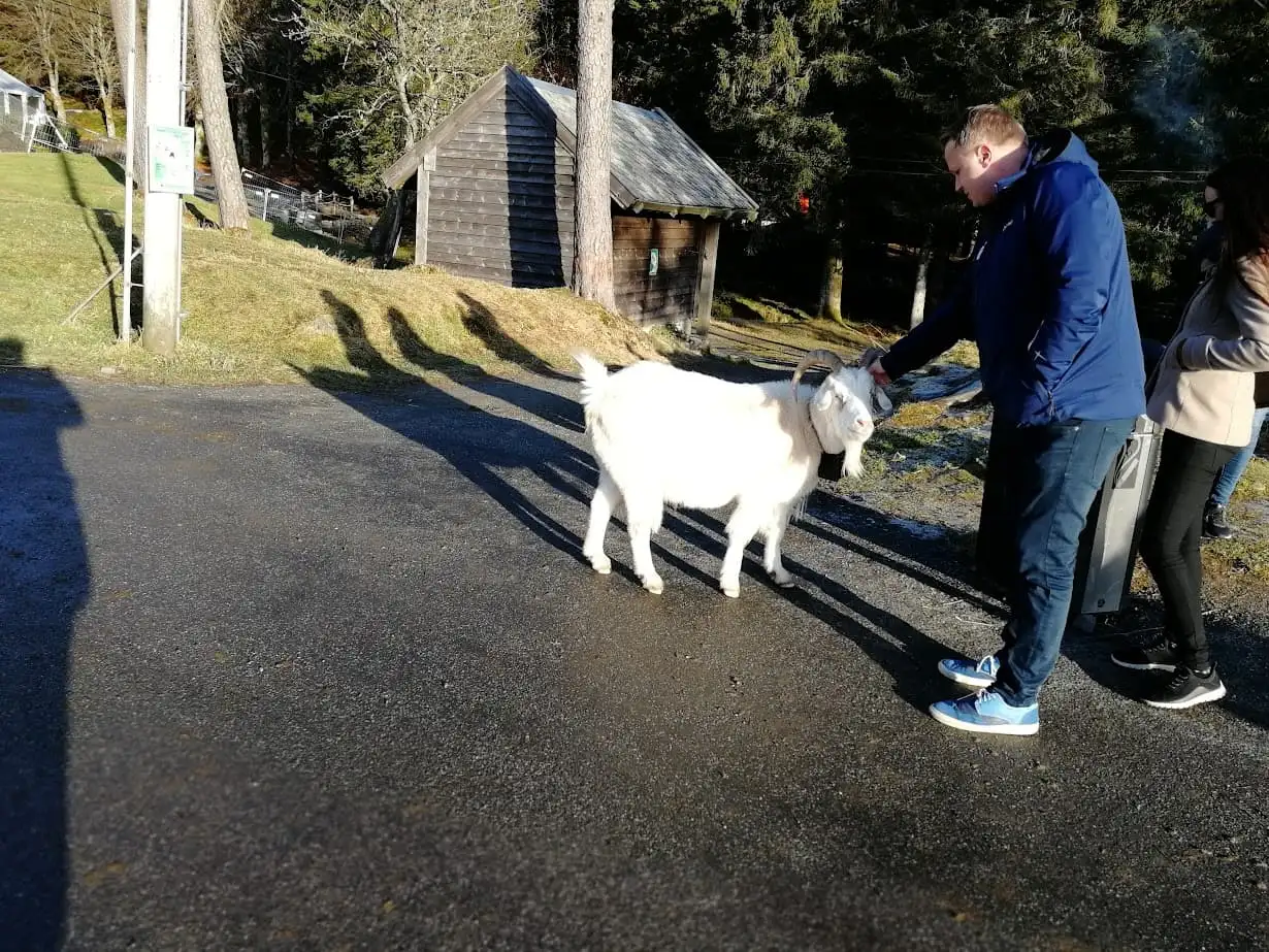 a man pets a goat on mount floyen bergen norway