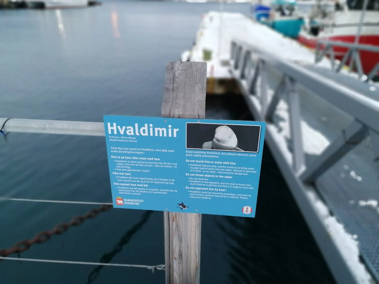 a sign at hammerfest harbour about a white whale called hvaldimir who swims here