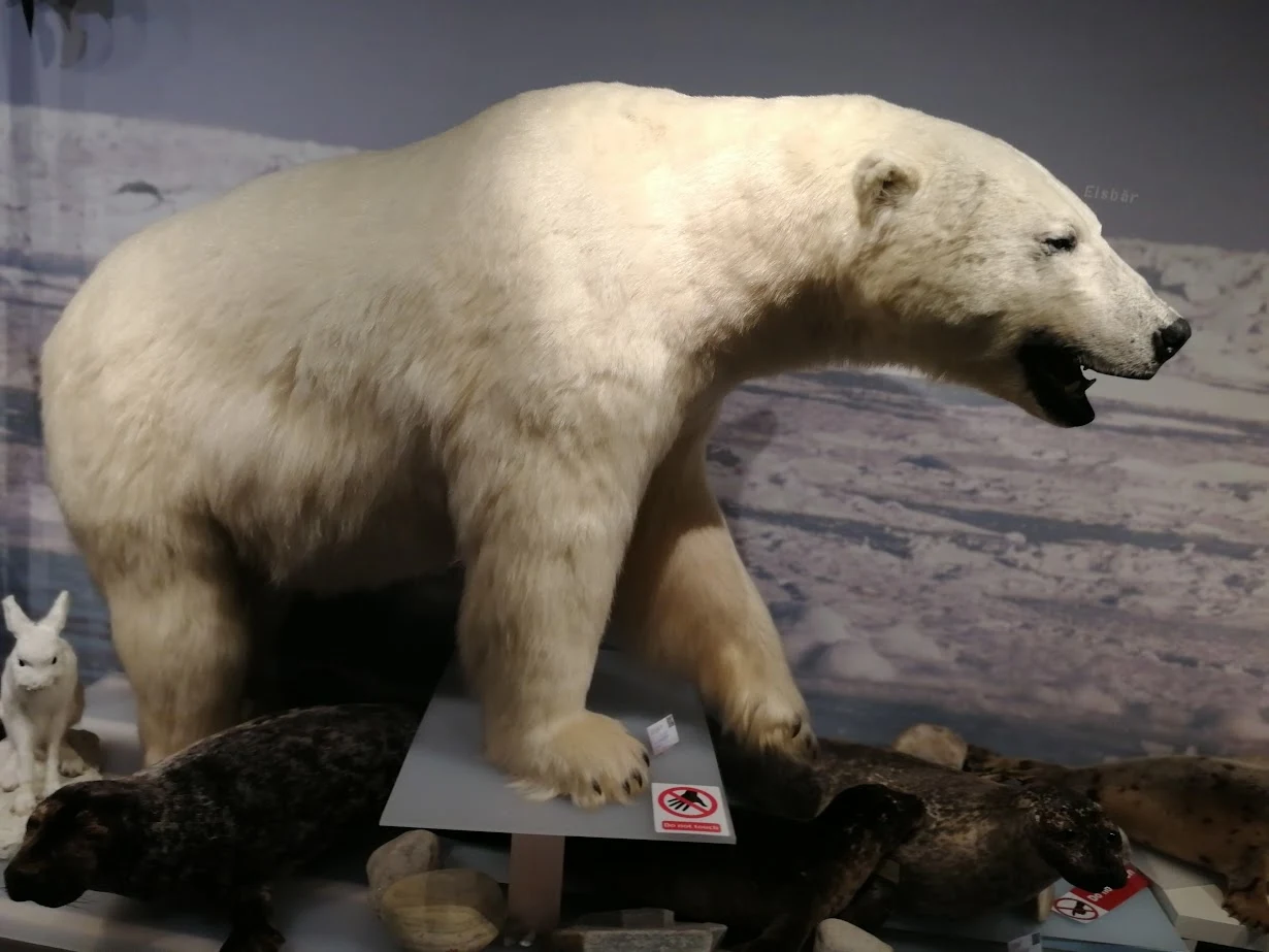 a taxidermy polar bear at the royal and ancient polar bear society in hammerfest norway