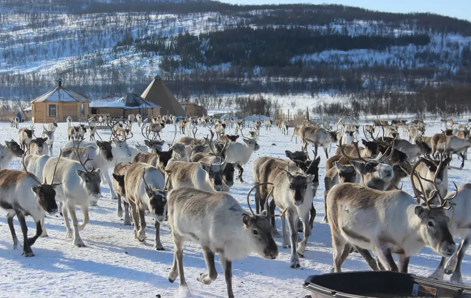 a herd of reindeer at a ranch near tromso norway