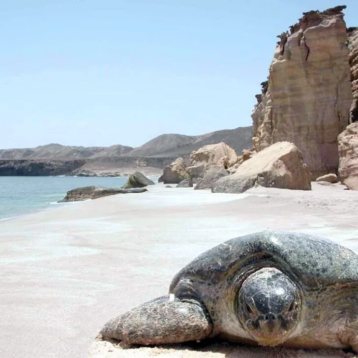 a green sea turtle on a beach at ras al hadd turtle reserve in oman