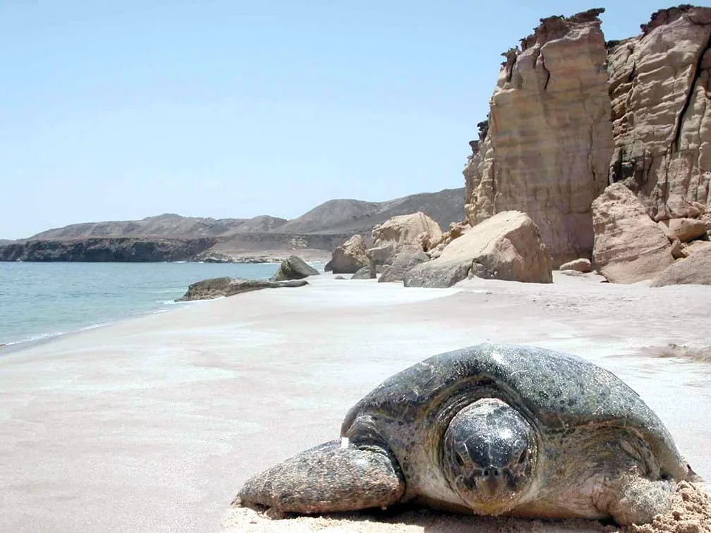 a green sea turtle on a beach at ras al hadd turtle reserve in oman