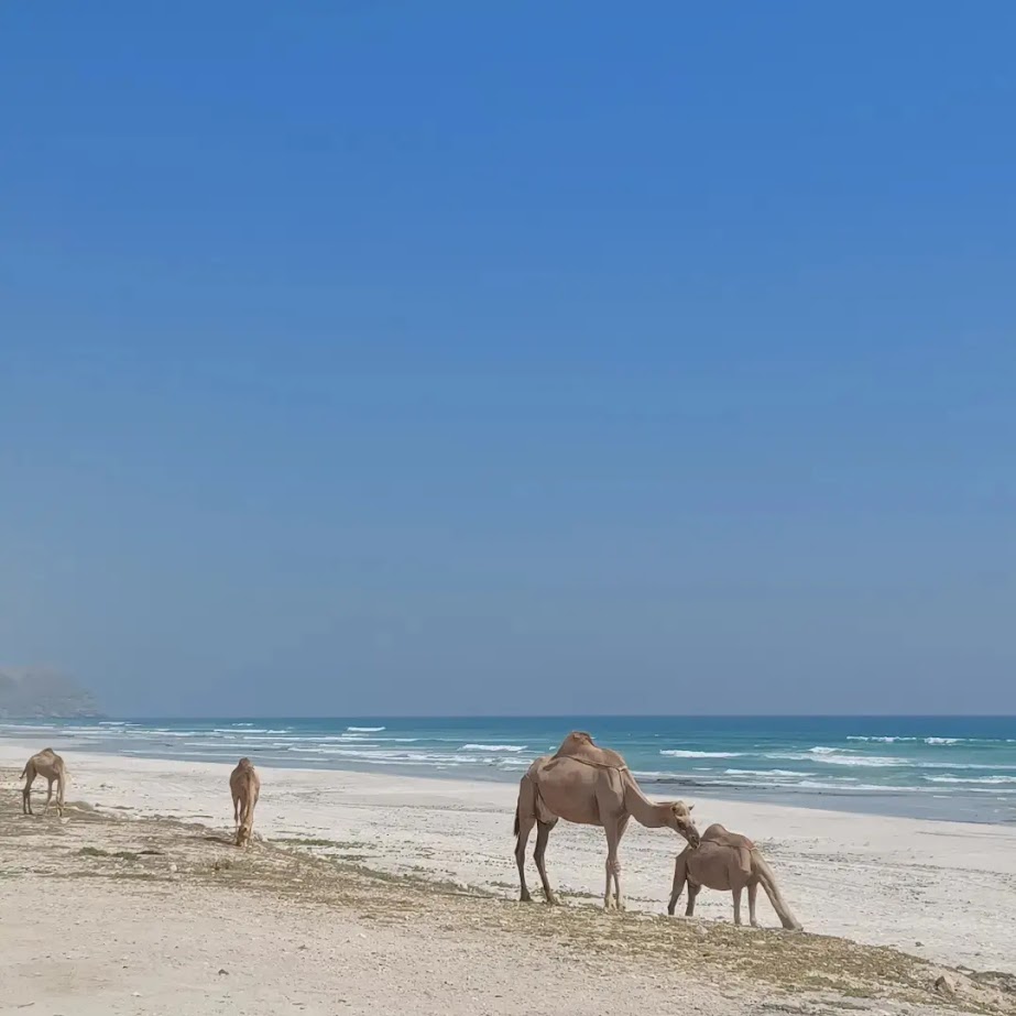 camels on the sand at mugshail beach oman with the indian ocean in the background