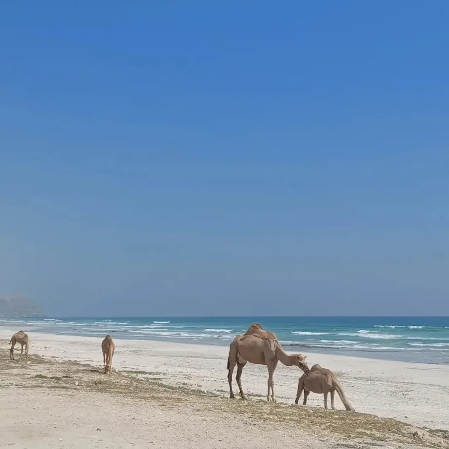 camels on the sand at mugshail beach oman with the indian ocean in the background