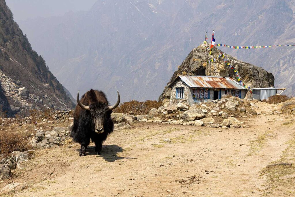 A yak standing in front of a house in Langtang Village