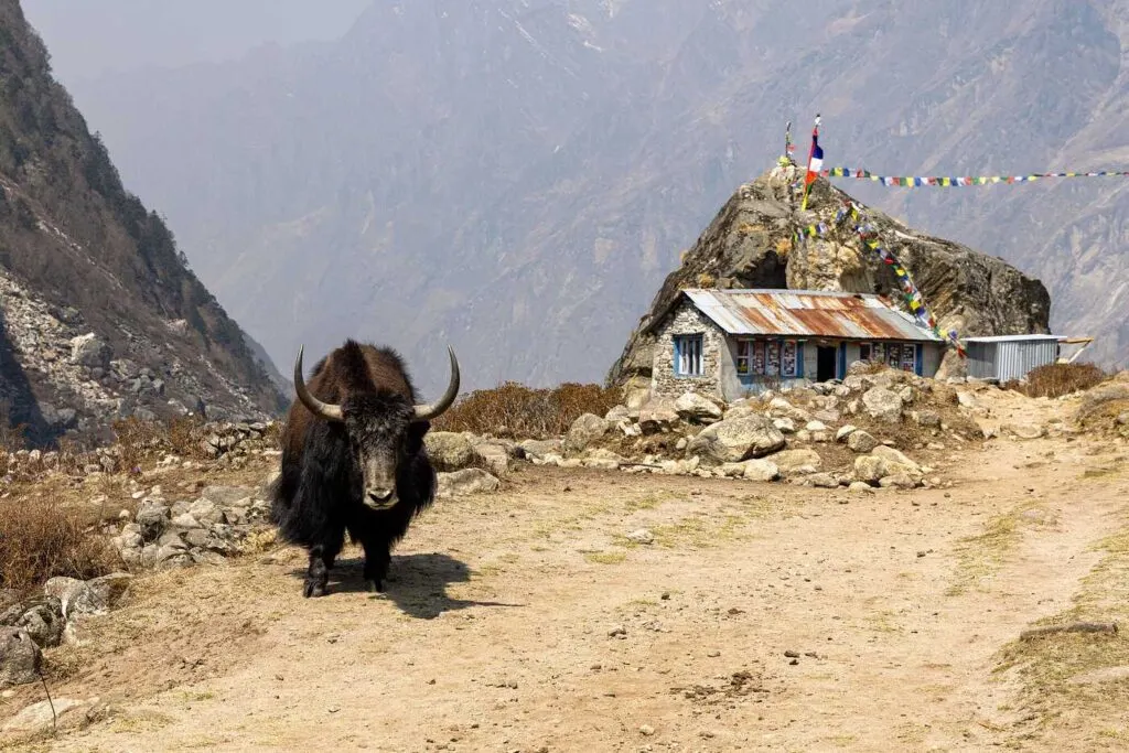 A yak standing in front of a house in Langtang Village