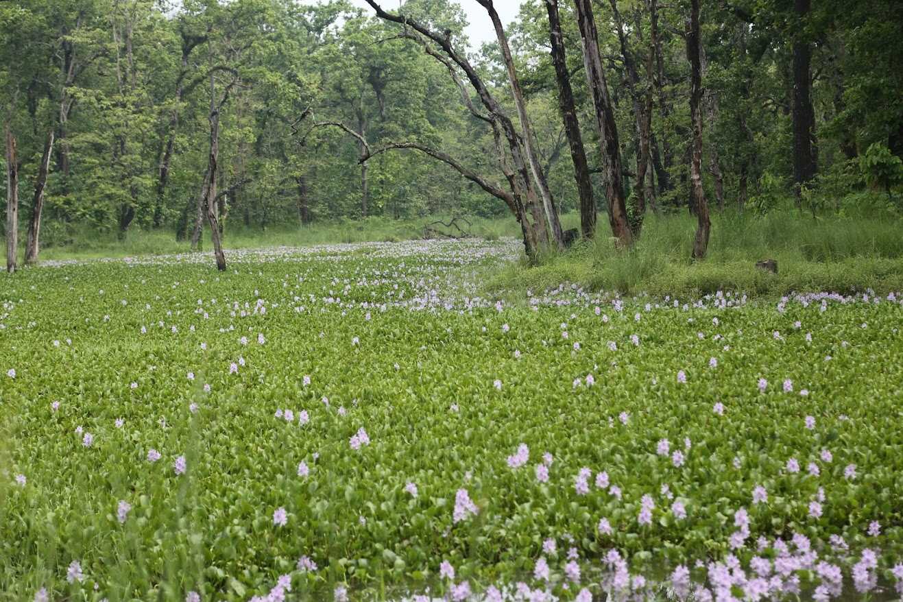 Meadow in Nepal 