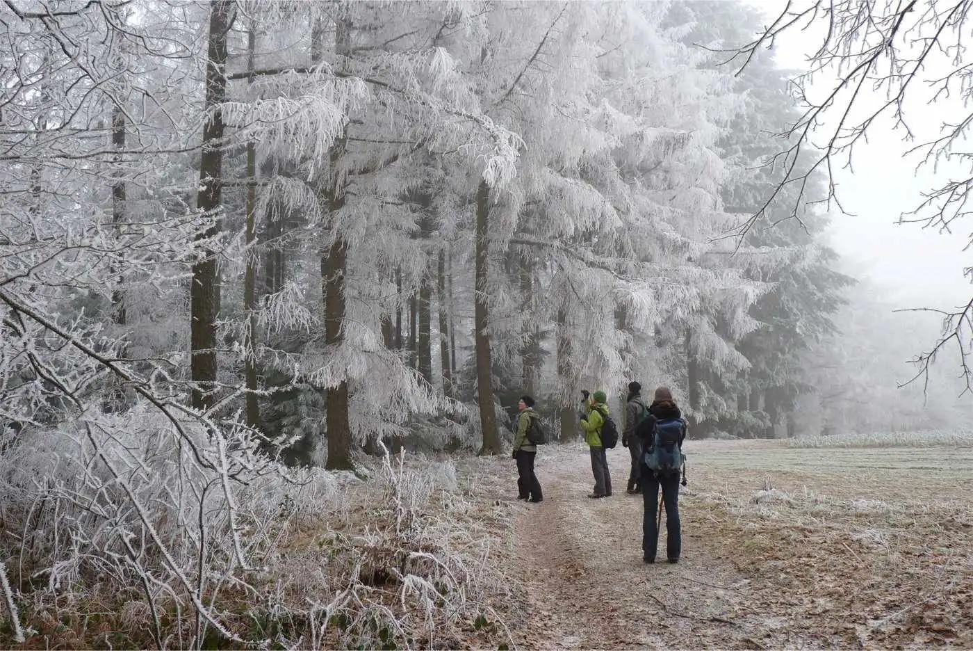 People standing under snowy trees