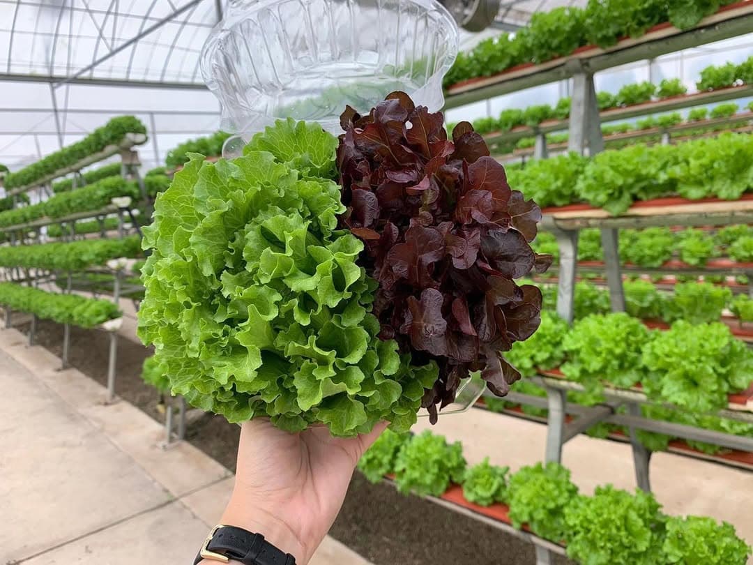 Fresh produce