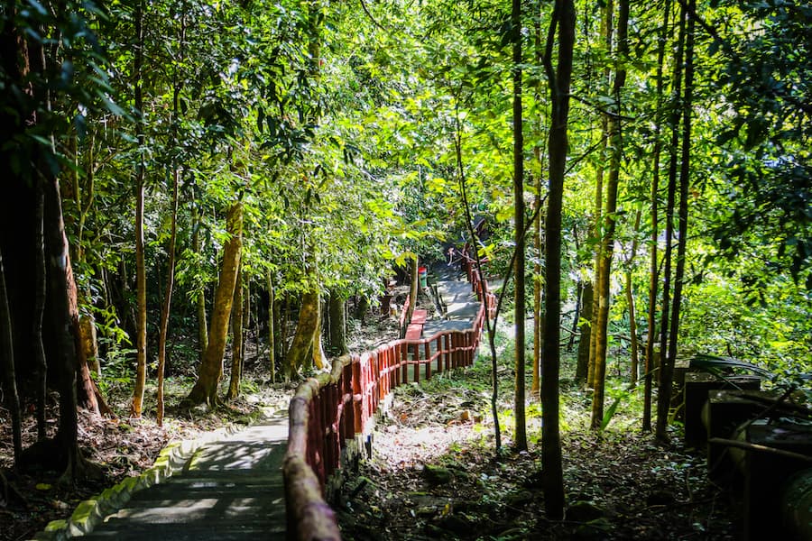 Forest walks