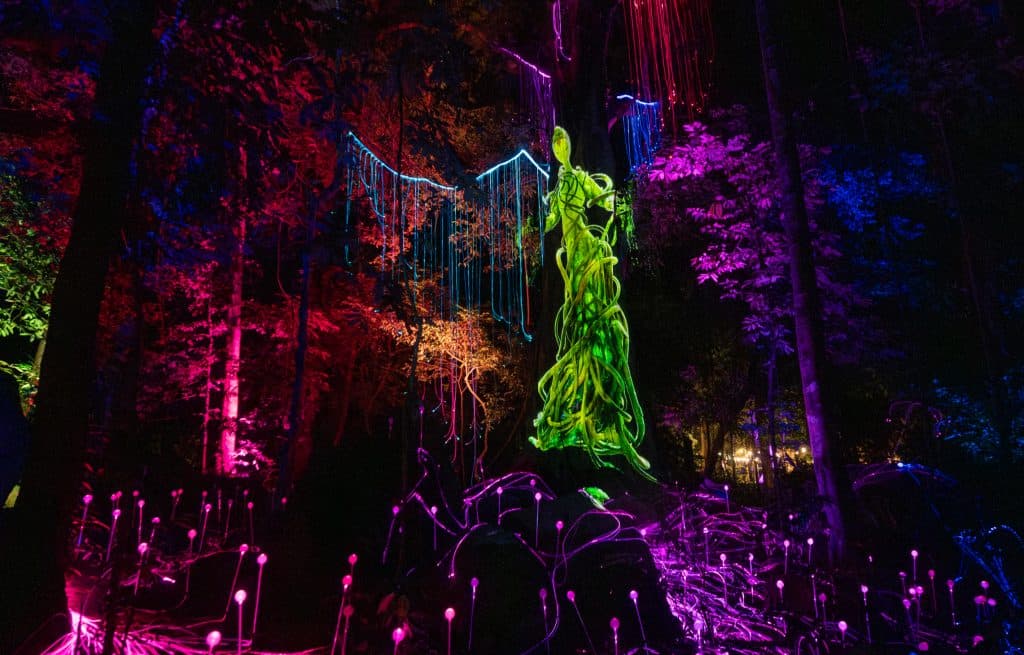 Dream Forest Langkawi night walk