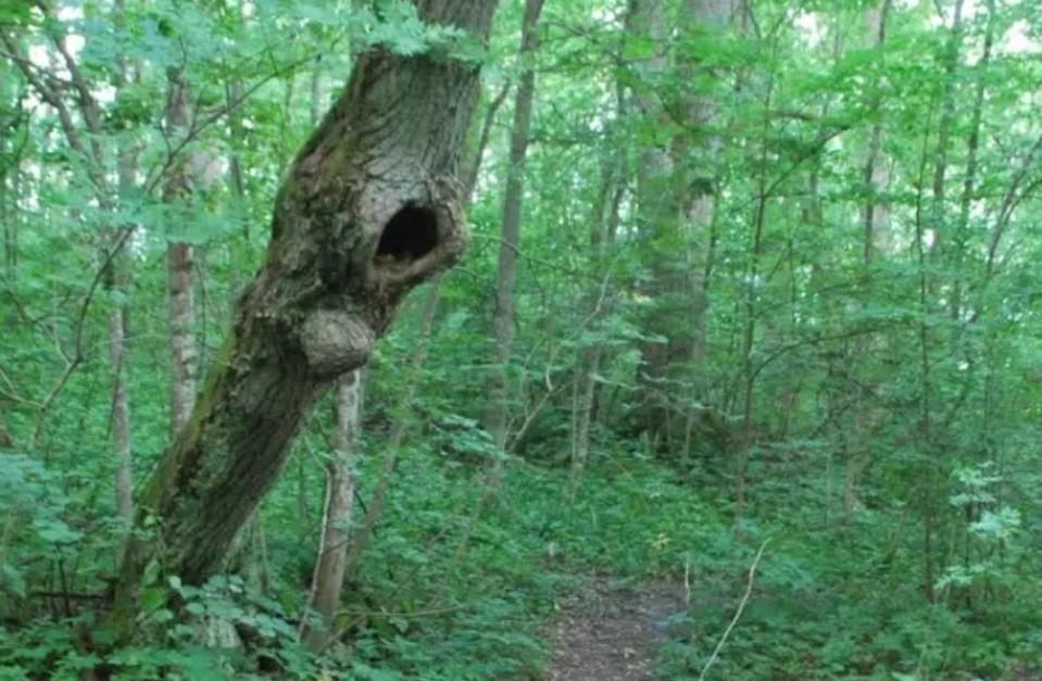 An oak tree in a green forest