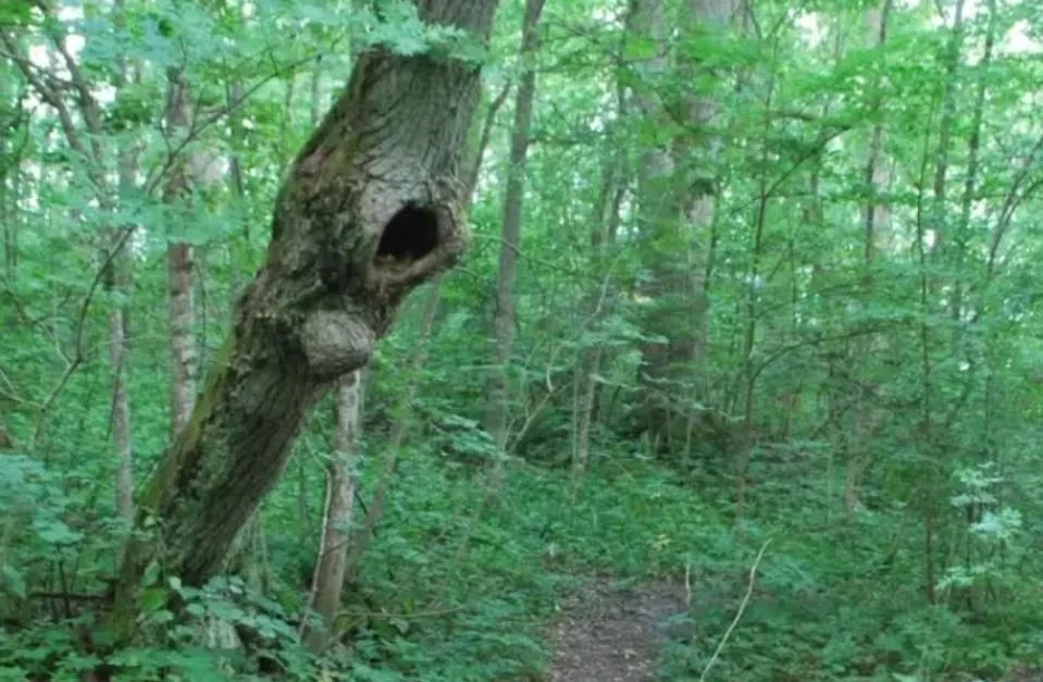 An oak tree in a green forest