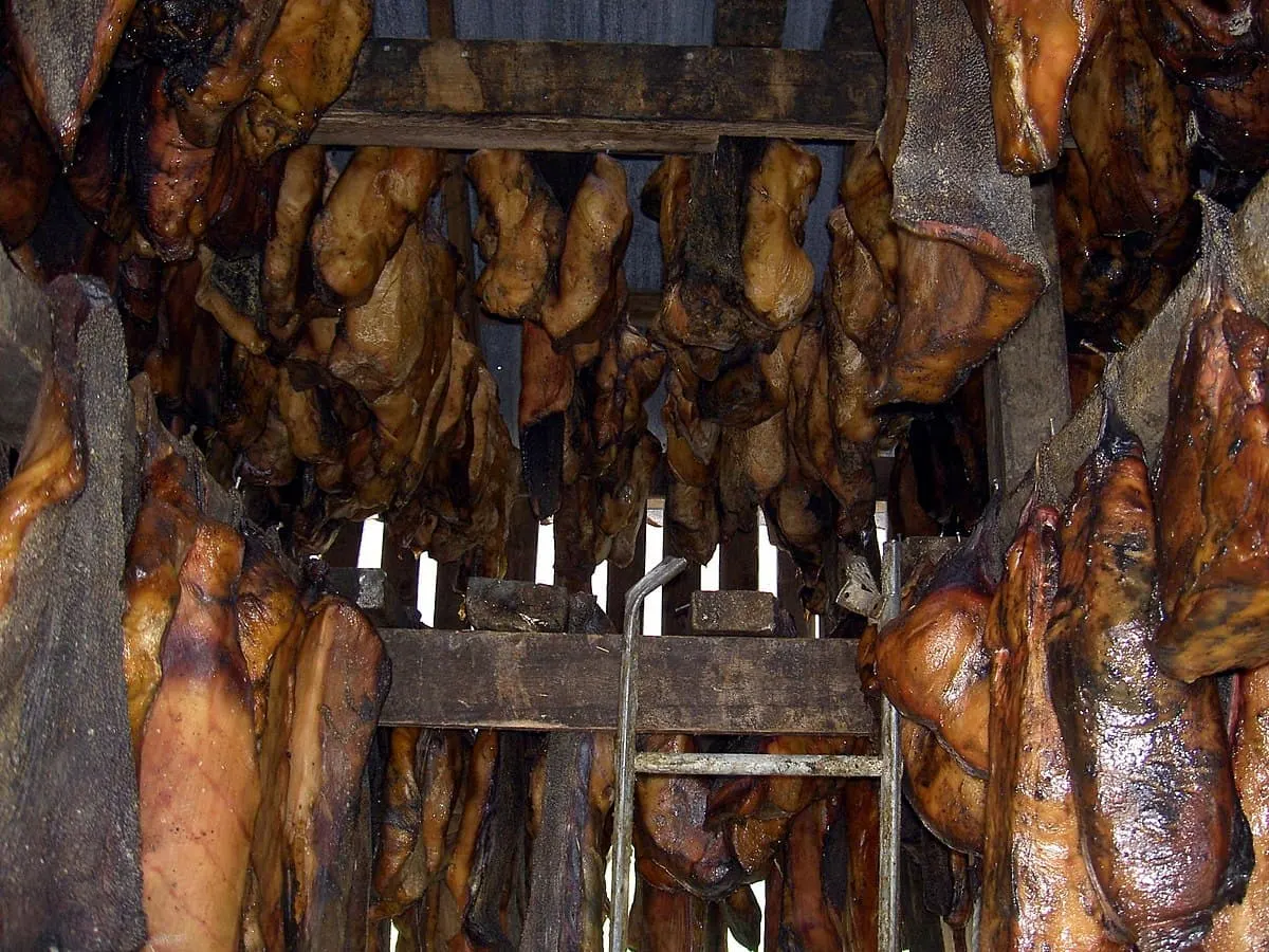 shark meat hanging during the fermentation process in iceland to produce hakarl
