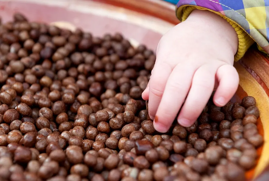 a person runs their hand through a bowl of latvian grey peas