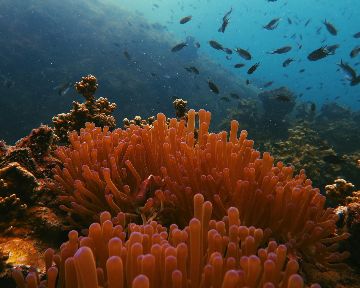 marine life 10 day thailand itinerary