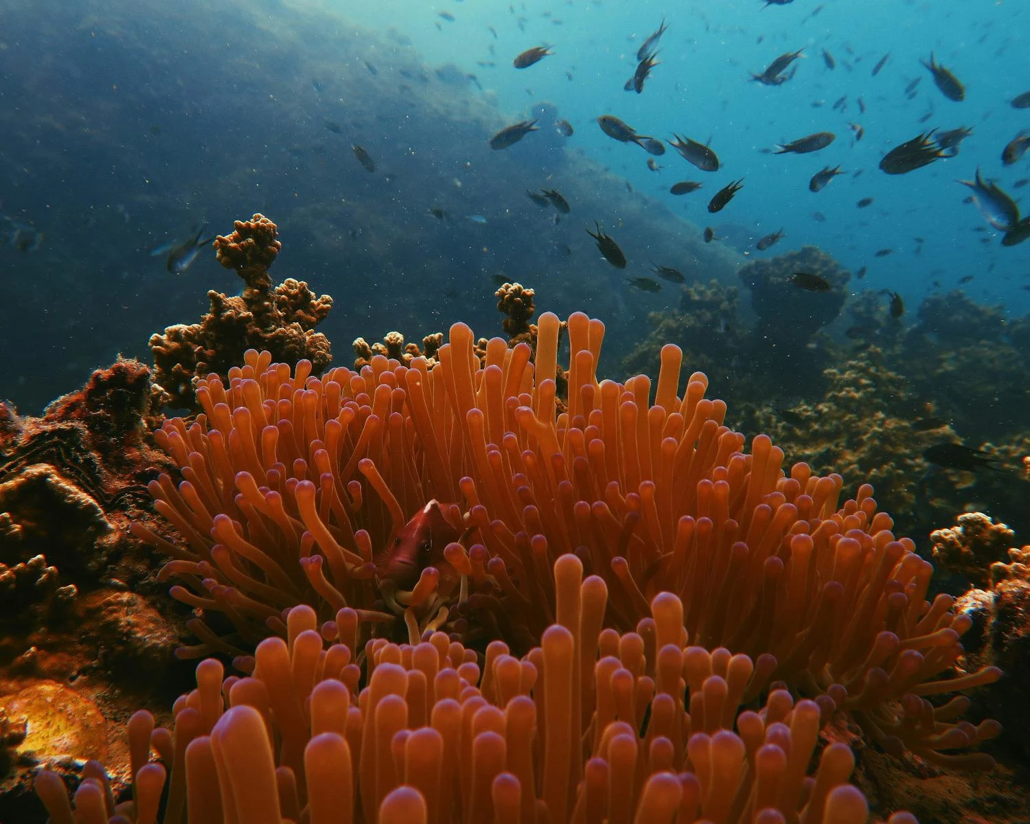 marine life 10 day thailand itinerary