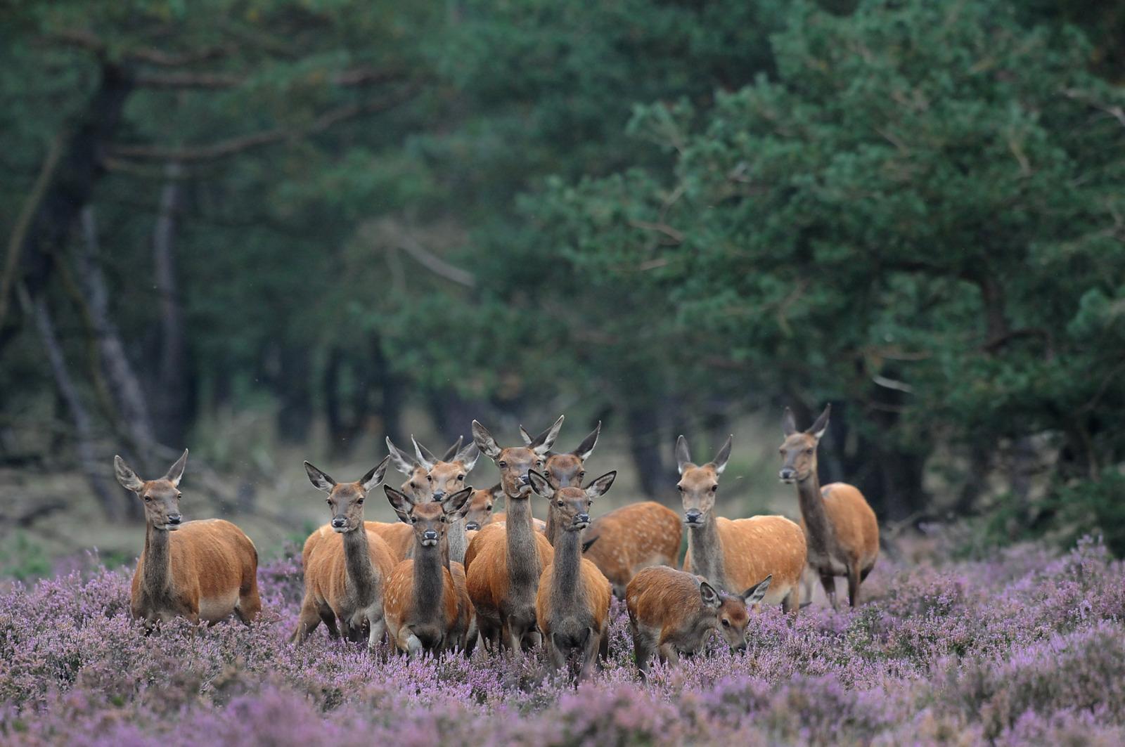 A group of red deer standing in purple heather vegetation