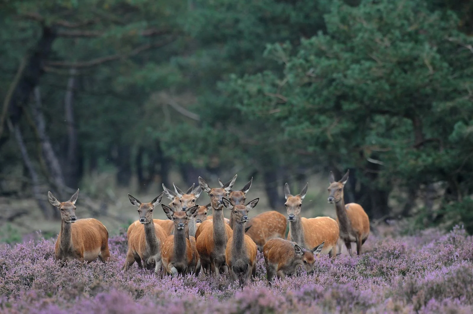 A group of red deer standing in purple heather vegetation