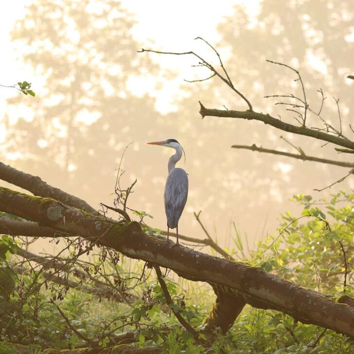 A heron seen on a tree in the green Biesbosch