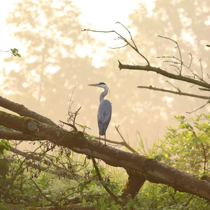 A heron seen on a tree in the green Biesbosch