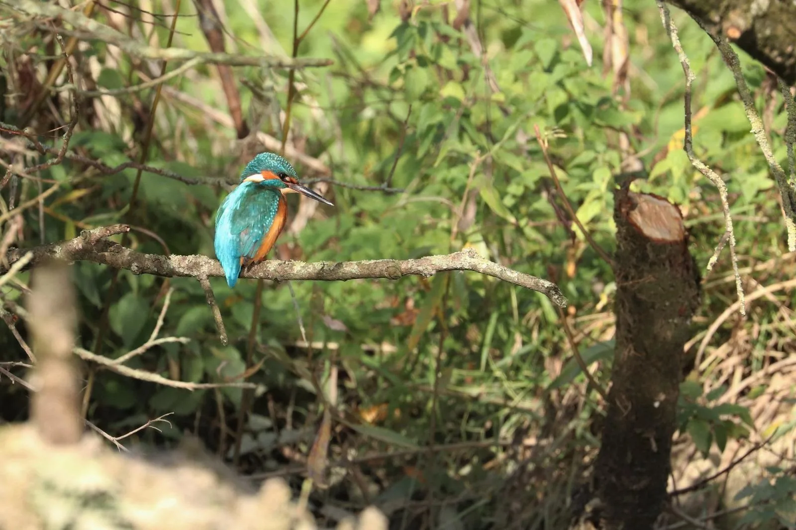 A kingfisher in a tree