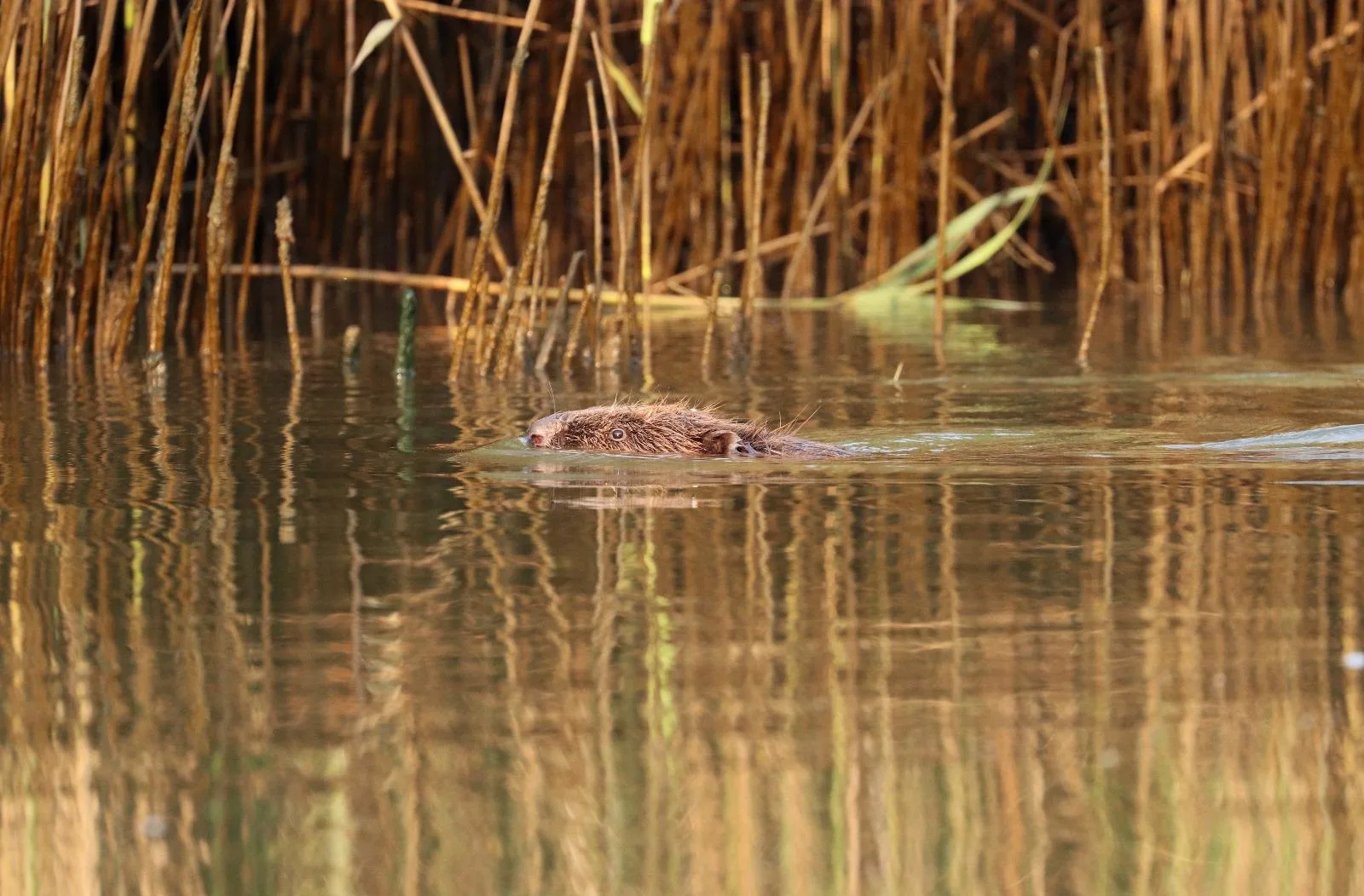 A beaver swimming