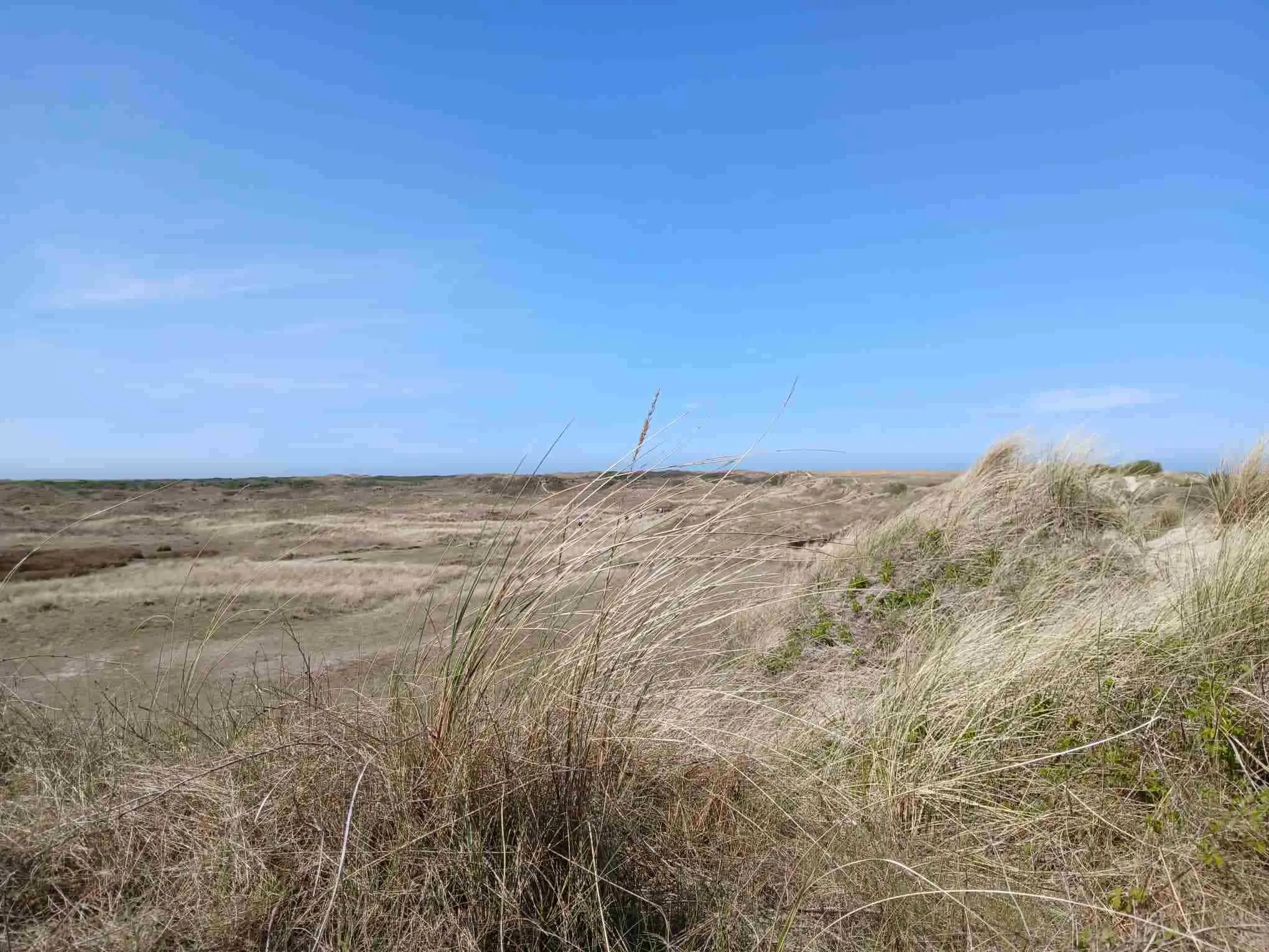 Grassy dunes on Terschelling