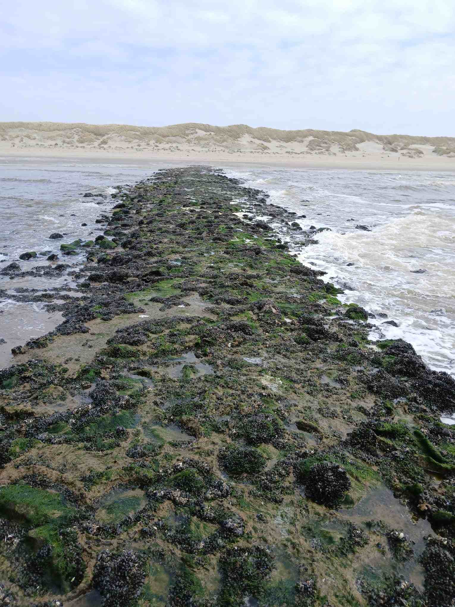 Algae-covered rocks by a sandy beach