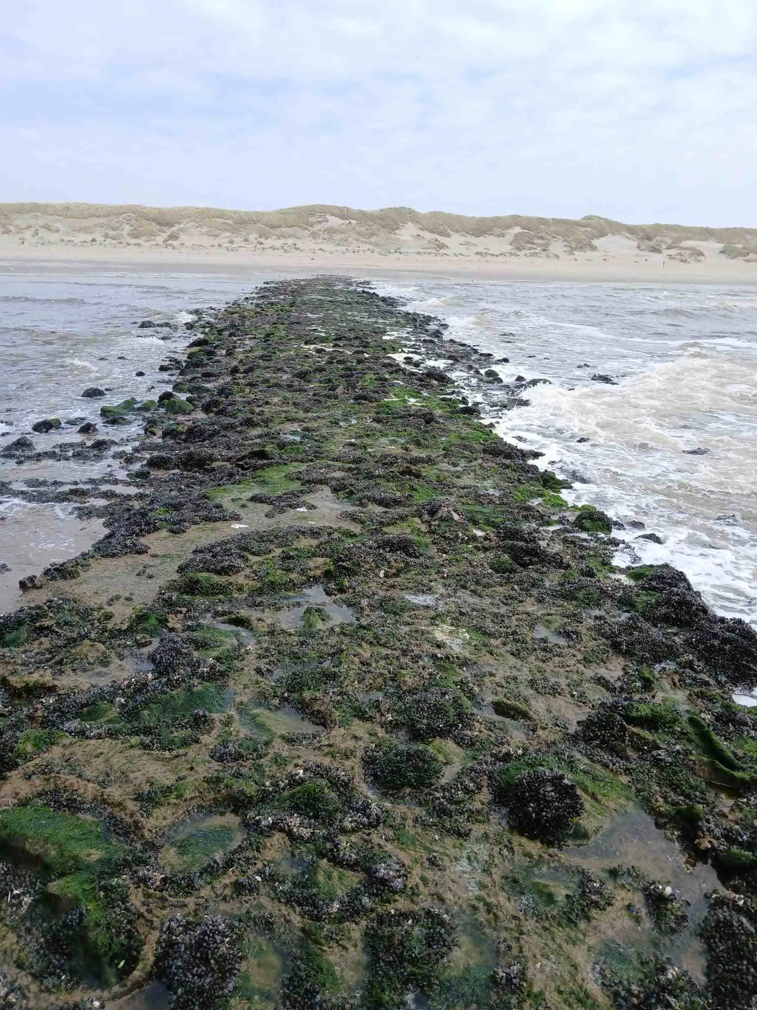 Algae-covered rocks by a sandy beach