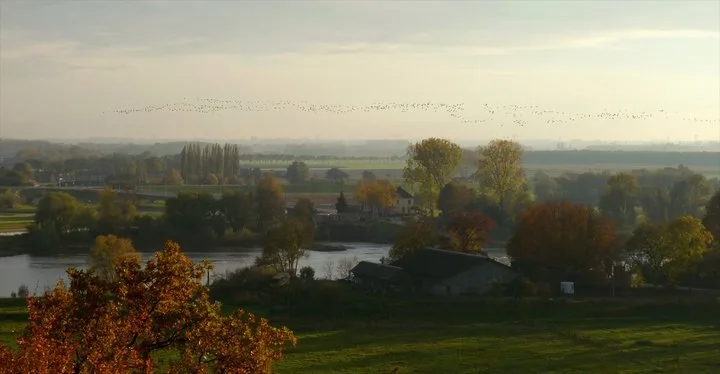 River Rhein surrounded by green vegetation