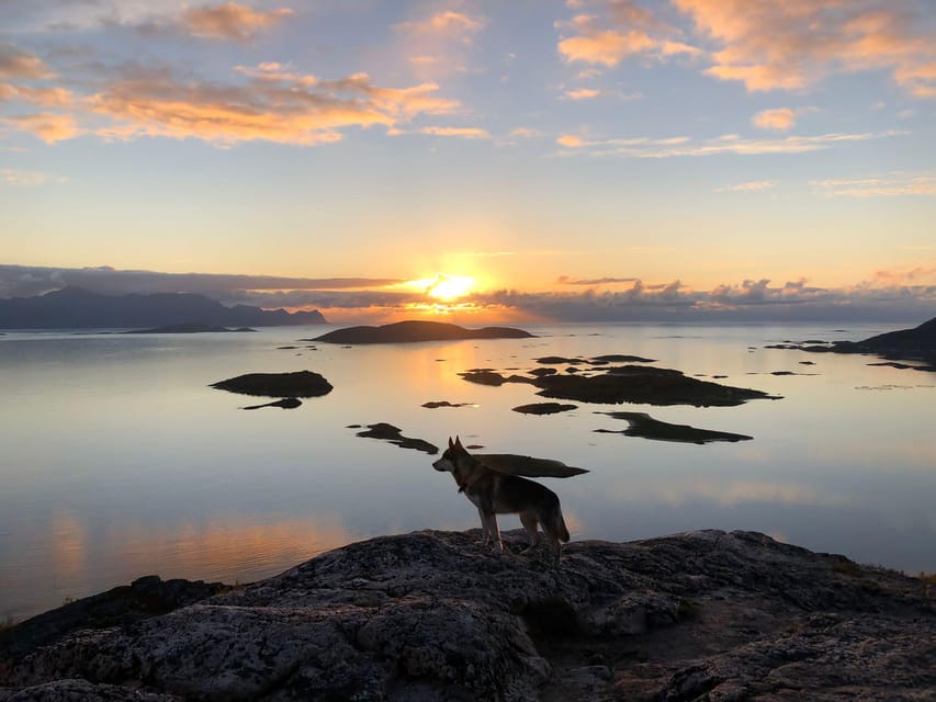 a dog on a clifftop as the sun sets over the sommaroy islands near tromso norway