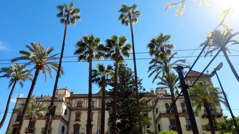 Seville's tropical palm trees lining the streetways and squares