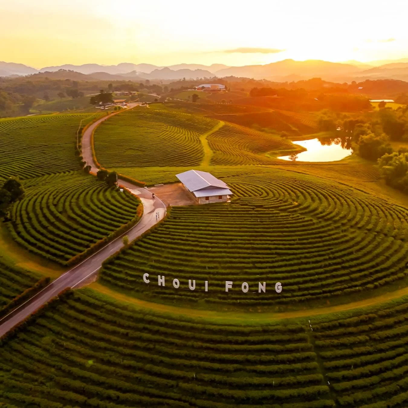 Tea plantations in Chiang Rai