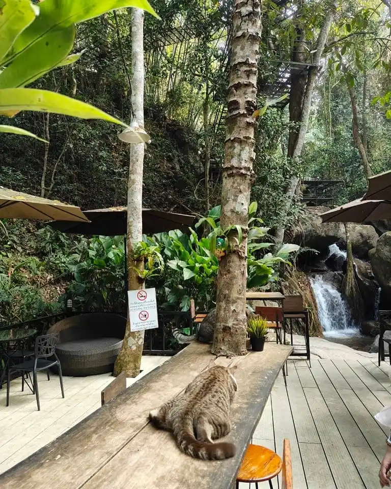 The waterfall that runs next to Teddu cafe in the jungle