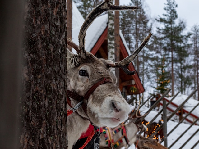 a reindeer in the artic village rovaniemi finland